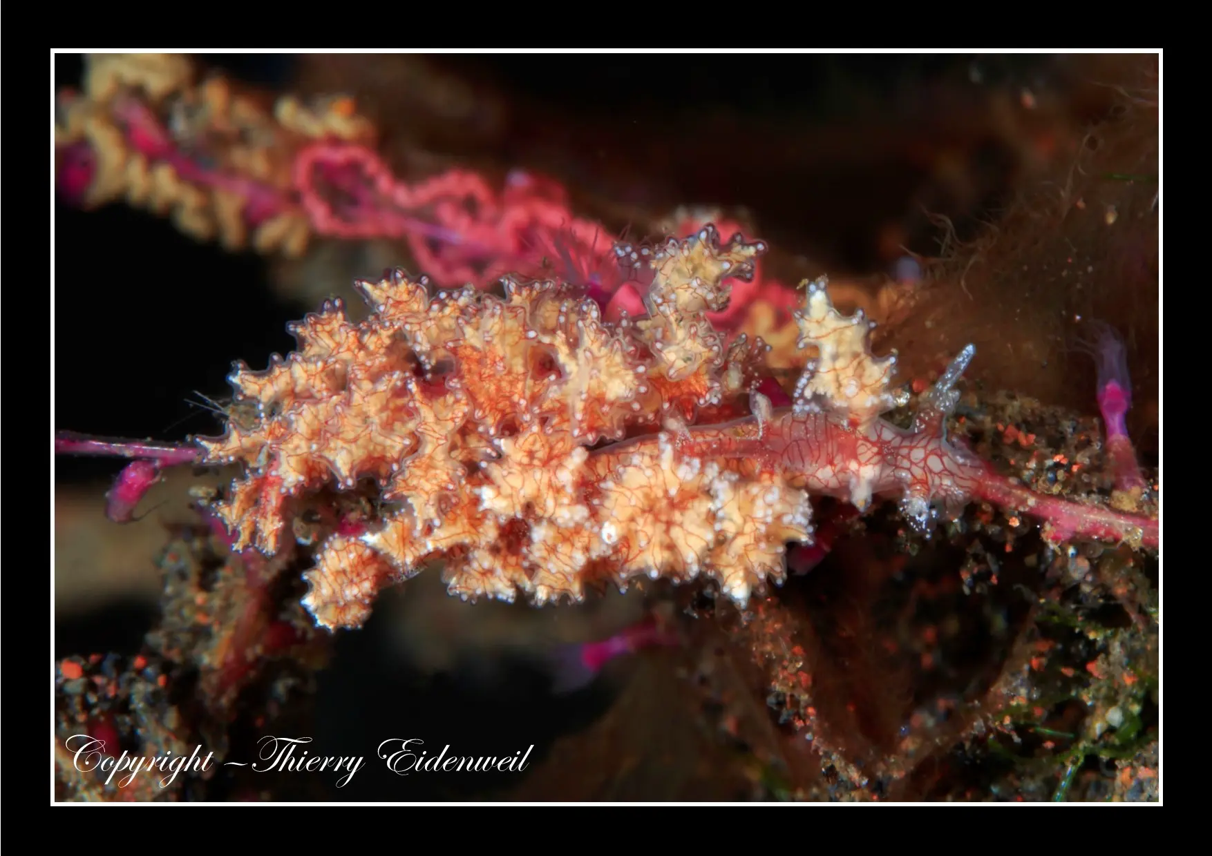 Anilao Macro Dive Media Highlight